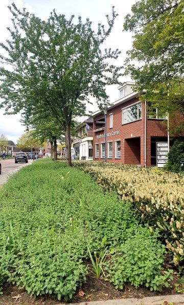 kattenkruid mei 2024 klein1.jpg